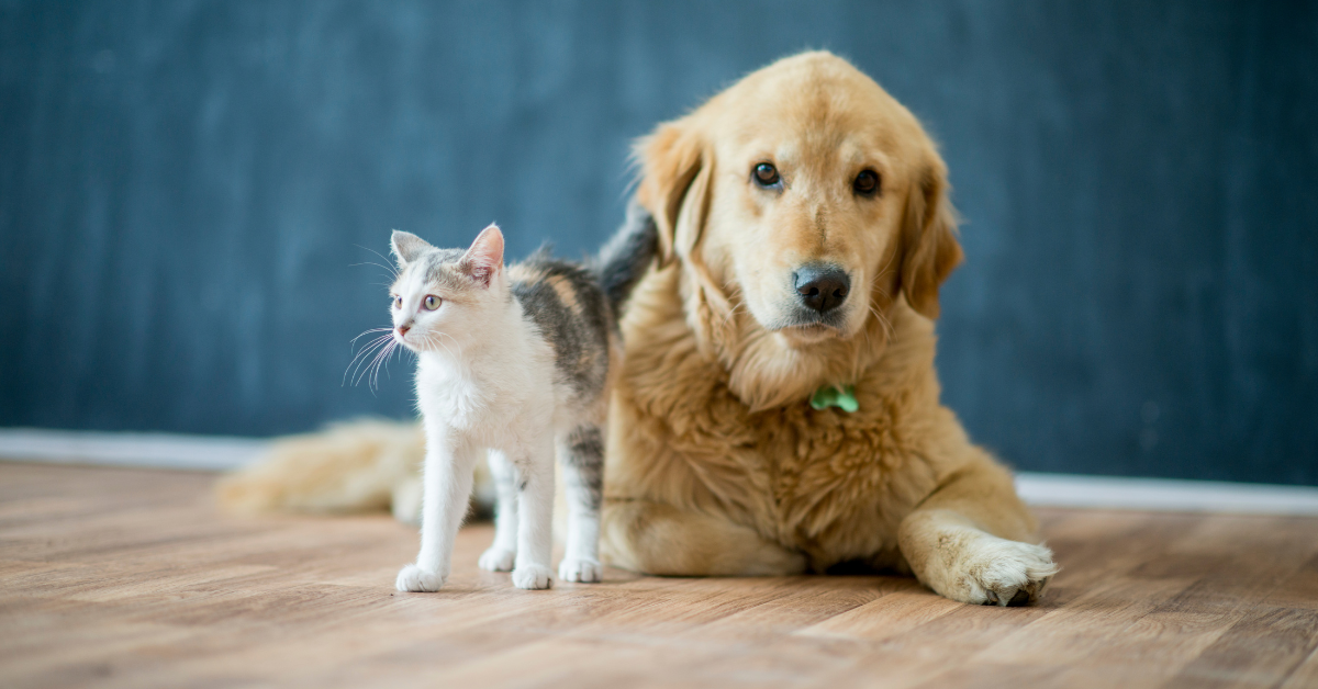 pet-friendly